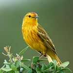 Answer YELLOW WARBLER
