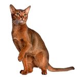 Answer ABYSSINIAN