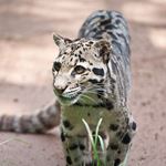 Answer CLOUDED LEOPARD