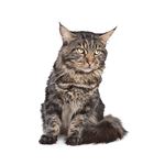 Answer MAINE COON