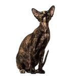 Answer PETERBALD