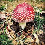 Answer TOADSTOOL