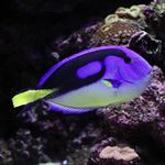 Answer BLUE TANG