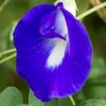 Answer BUTTERFLY PEA