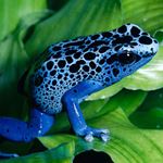 Answer POISON DART FROG