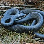 Answer BLUE RACER