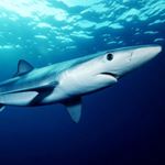 Réponse BLUE SHARK
