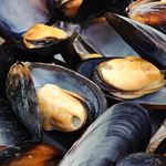 Answer BLUE MUSSELS