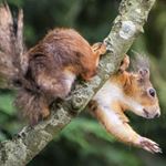 Answer RED SQUIRREL