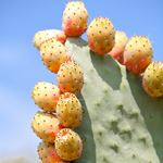 Answer PRICKLY PEAR