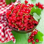 Answer RED CURRANT