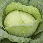 Answer CABBAGE