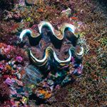 Answer GIANT CLAM