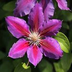 Answer CLEMATIS