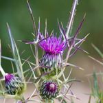 Answer THISTLE