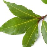 Answer BAY LEAVES