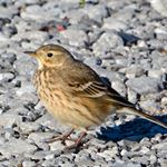 Answer AMERICAN PIPIT