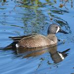 Answer BLUE-WINGED TEAL