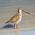 Answer DOWITCHER