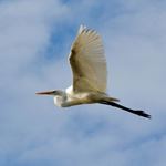 Answer GREAT EGRET