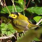 Answer HOODED WARBLER