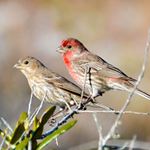 Answer HOUSE FINCH