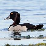 Answer RING-NECKED DUCK