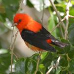 Answer SCARLET TANAGER
