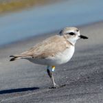 Answer SNOWY PLOVER