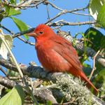 Answer SUMMER TANAGER