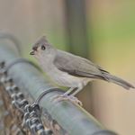 Answer TUFTED TITMOUSE