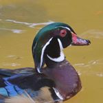 Answer WOOD DUCK
