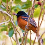 Answer ORCHARD ORIOLE