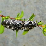 Answer CLICK BEETLE