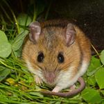 Answer DEER MOUSE