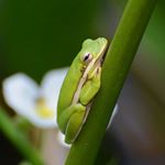 Answer GREEN TREE FROG