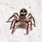 Answer JUMPING SPIDER