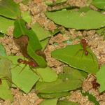 Answer LEAFCUTTER ANT