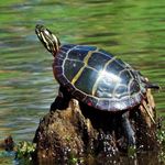 Answer PAINTED TURTLE