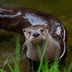 Answer RIVER OTTER