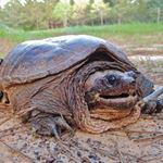 Answer SNAPPING TURTLE
