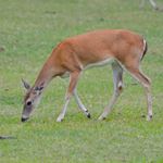 Answer WHITETAIL DEER