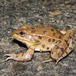 Answer LEOPARD FROG