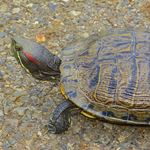 Answer RED-EARED SLIDER