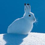 Answer SNOWSHOE HARE