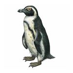 Answer AFRICAN PENGUIN