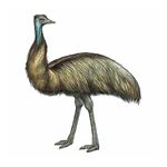 Answer EMU