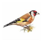 Answer GOLDFINCH