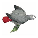 Answer GREY PARROT