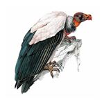 Answer KING VULTURE